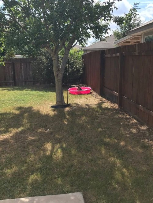 spaceshipsandpurpledrank:  therandomthoughtsofjae:  theseriouscynic:  pinkrosehippy: “she’s gonna fill this pool today, got me fucked up”  “I’ll wait”   Dogs memory is so precious.    And she a husky? Oh they petty by nature, they was gonna