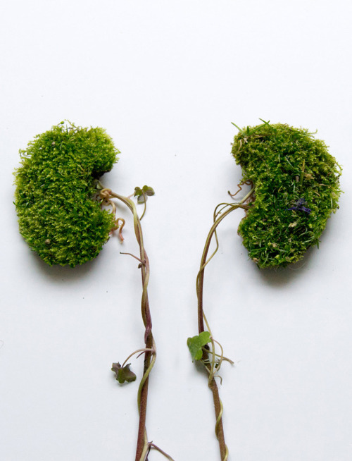 fer1972:  Human Organs made from Plants and Flowers by Camila Carlow  
