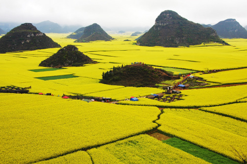 odditiesoflife: Rapeseed Flower Fields, China The stunning yellow landscape features field after fie