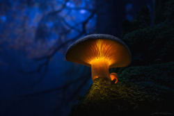 Drxgonfly:  . : In The Witches Forest : . (By  Martin Pfister)  Bad Ass Pic