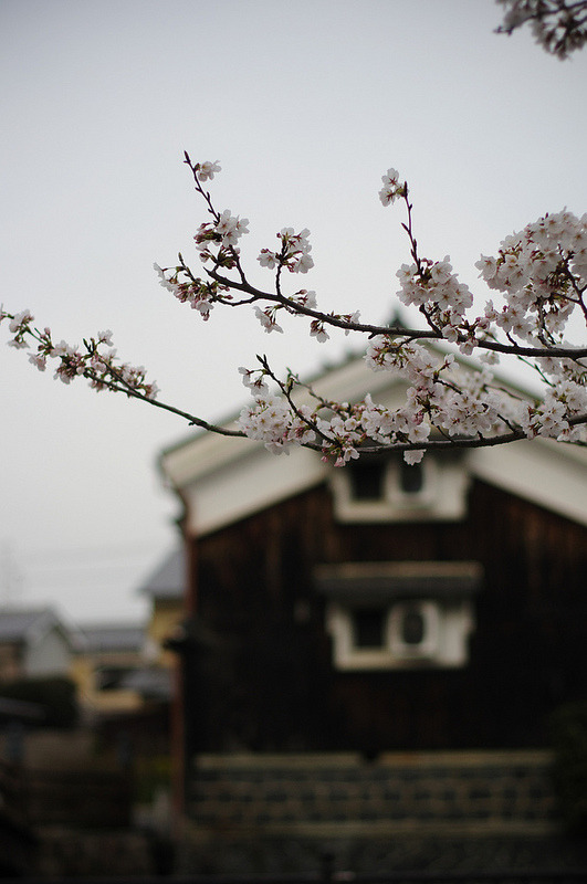 collectorandco:  cherry &amp; storehouse / yuuukiii / flickr 