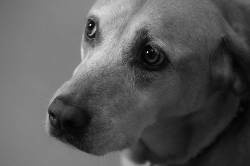 sophieamb:  Hoping for a treat 