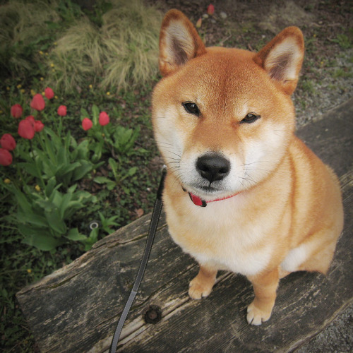 gloomydoomy:  shiba inus are fucking rad. i mean, look at how derpy they are. even the ones who aren’t smiling, they are still super derpy. how many other dog species are like this?  shiba inus win. shiba inus for life. <3