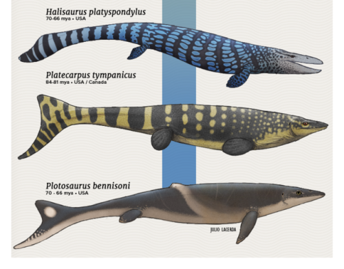 paleoart: Evolution Series: The Sea DragonsMosasaurs were a group of lizards that returned to the se