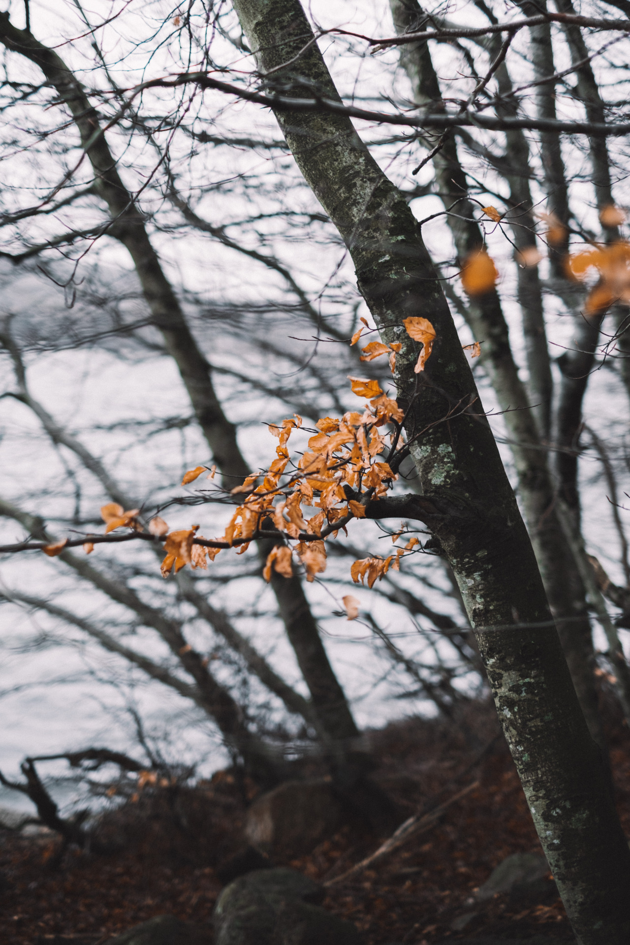 joakandersen:  Perfect day for a walk.    Insta: joakandersenTumblr: joakandersen