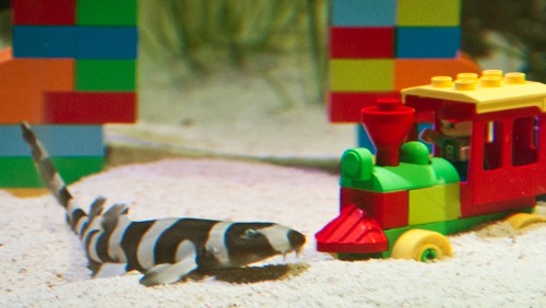 shag0hod:baby bamboo shark lego nursery moodboard 