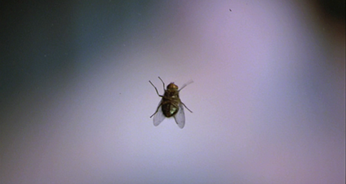 cinemawithoutpeople: Cinema without people: The Fly (1988, David Cronenberg, dir.)