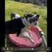 theshehulkproject:somecutething:Two types of dogs!(via CommonSchemeForYou)[video