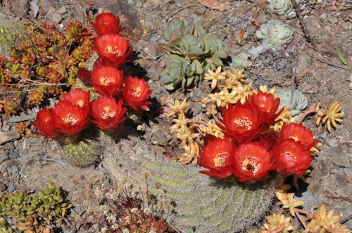 ruthbancroftgarden:Echinopsis rowleyi is a Trichocereus-type Echinopsis, though it was once known as