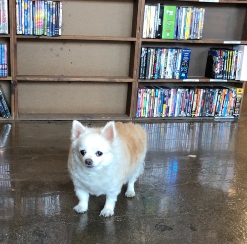 swordoftheberserkgutsrage:macrolit:He’ll greet you at Half Off Books in Fullerton, CA141 W. Wi