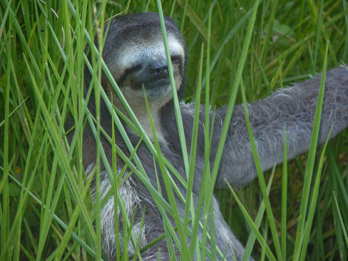 eternalsloth: eternalsloth