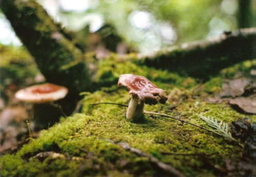 Little mushroom in the forest by cataloguenymphe