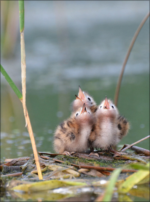 magicalnaturetour: Yuri nechiporenko