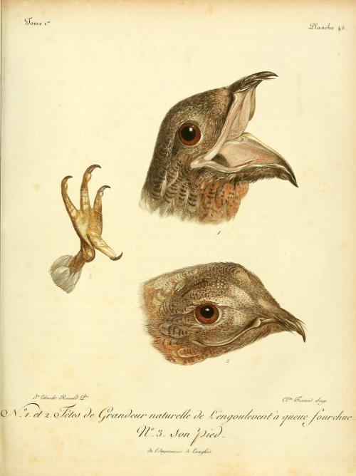 The Fork-tailed (Caprimulgus forficatus) and the Red-necked (Caprimulgus ruficollis) nightjars. Nigh