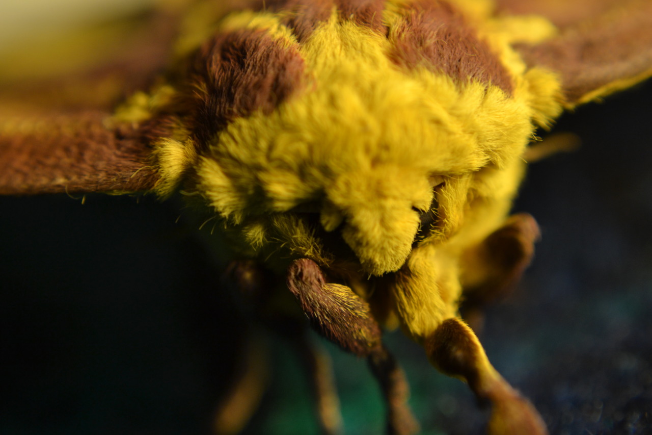 cjwhiteshizzle:  Female Imperial Moth :D
