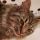 the-godzilla-files:Sleep blep