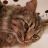the-godzilla-files:Sleep blep