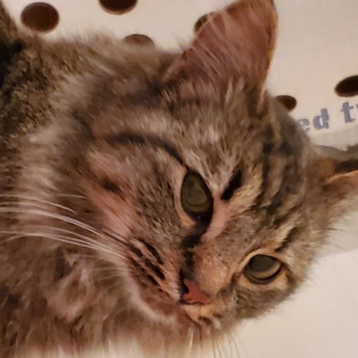 the-godzilla-files:Sleep blep