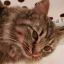 the-godzilla-files:Sleep blep