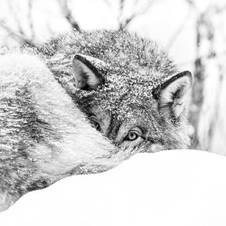 maureen2musings:  Winter Wolftommysimonsenphotography