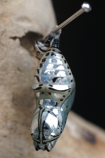 sixpenceee:  The chrysalis (pupa stage) of the Metallic Mechanitis butterfly from Costa Rica. 