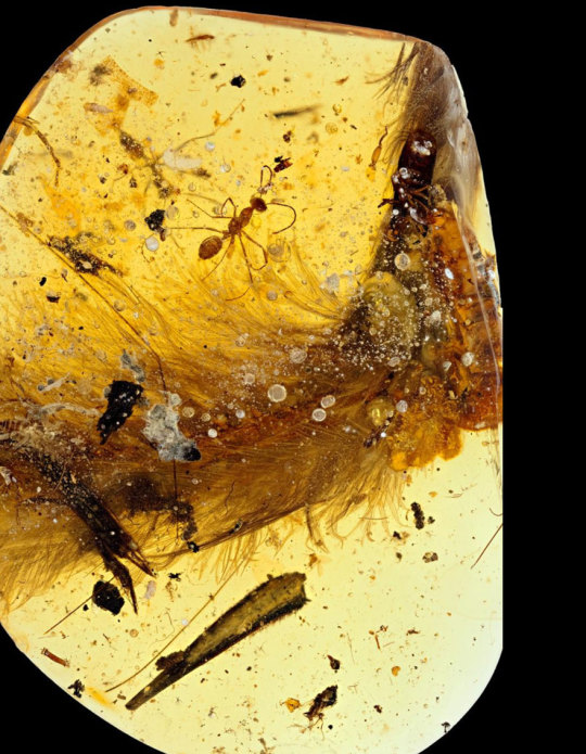   The First Dinosaur Tail Discovered is Preserved In Amber Is 99-Million-Years-Old & Covered In Feathers  