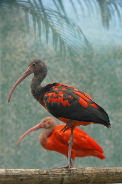 bluart106: Scarlet Ibis (by Truus & Zoo)