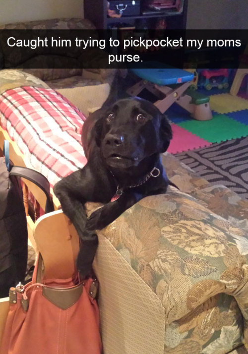 wwinterweb:Funny Dog Snapchats (see 12 more)