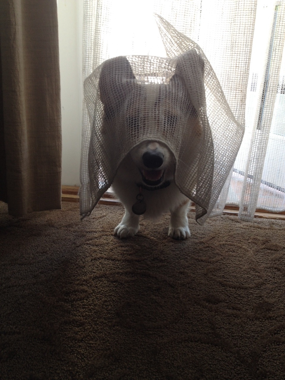 acorgiaday:  Boo I’m a ghost! 