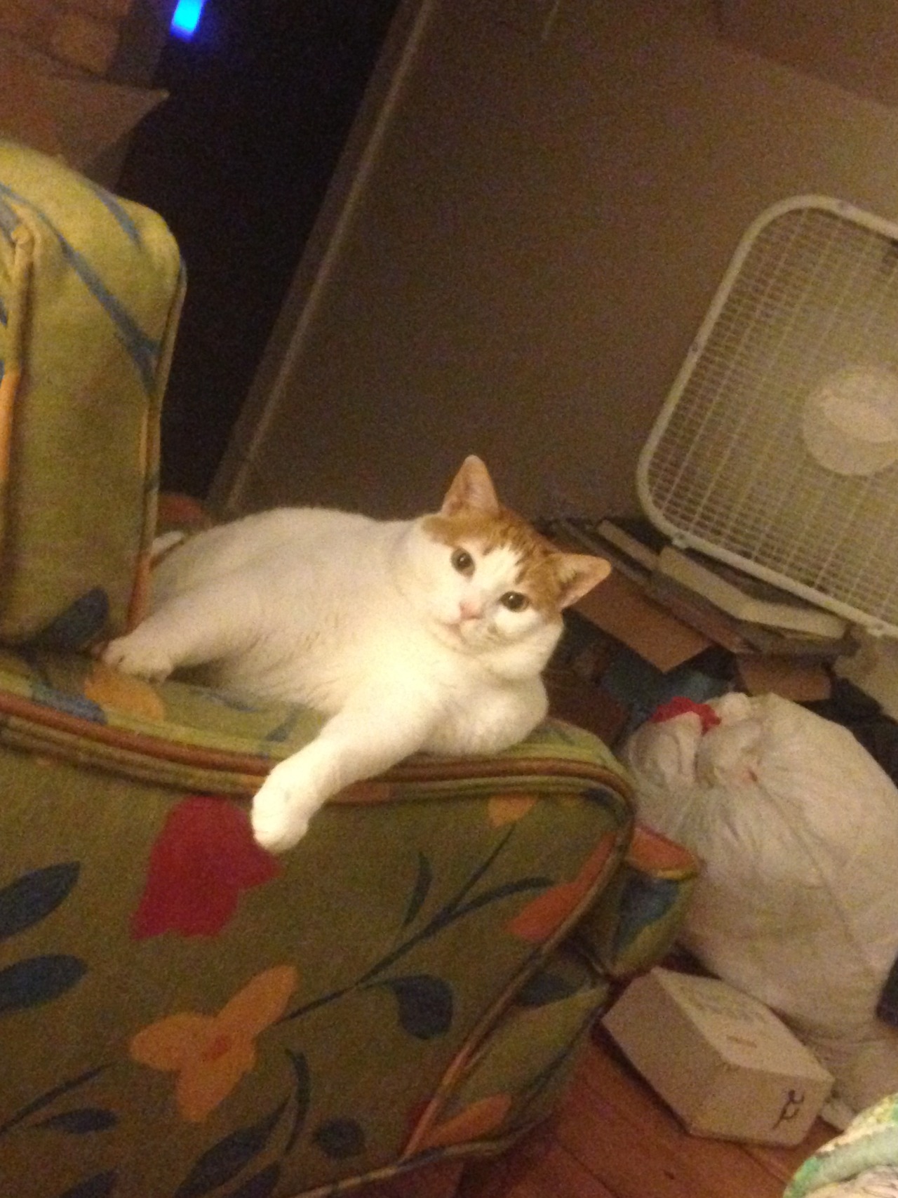 feedmerightmeow:  decadence 
