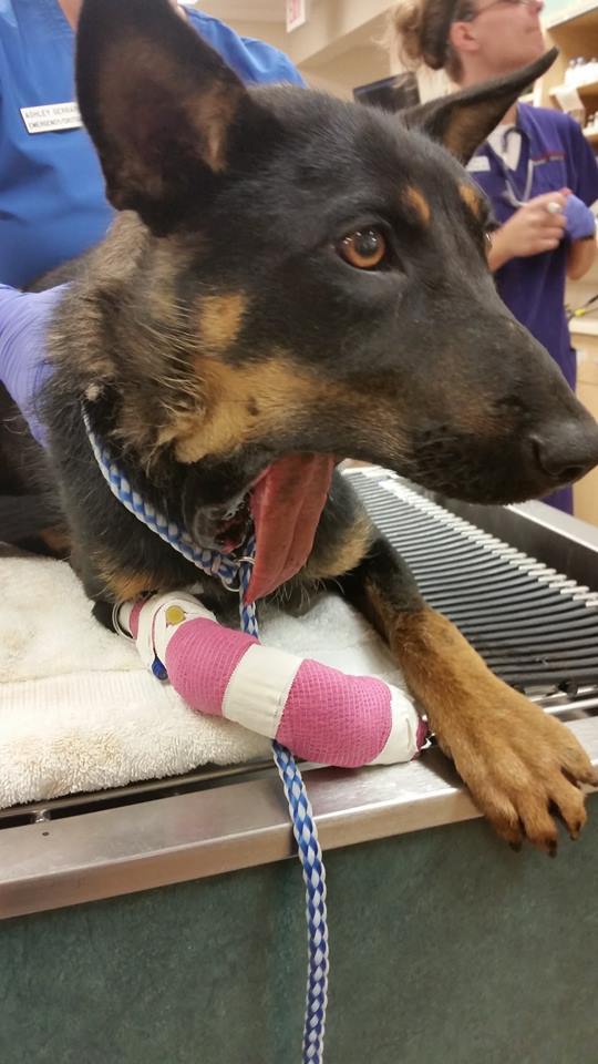 homefurever:  We need help raising funds for our beautiful shepherd puppy with a