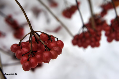 armellezphotographie:Stange fruits  