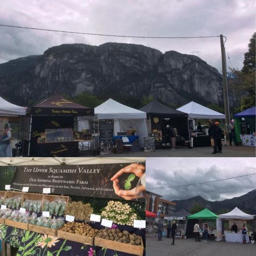 Squamish Farmers Market Saturdays from 10 am to 3 pm. Some of the Covid restriction have been lifted
