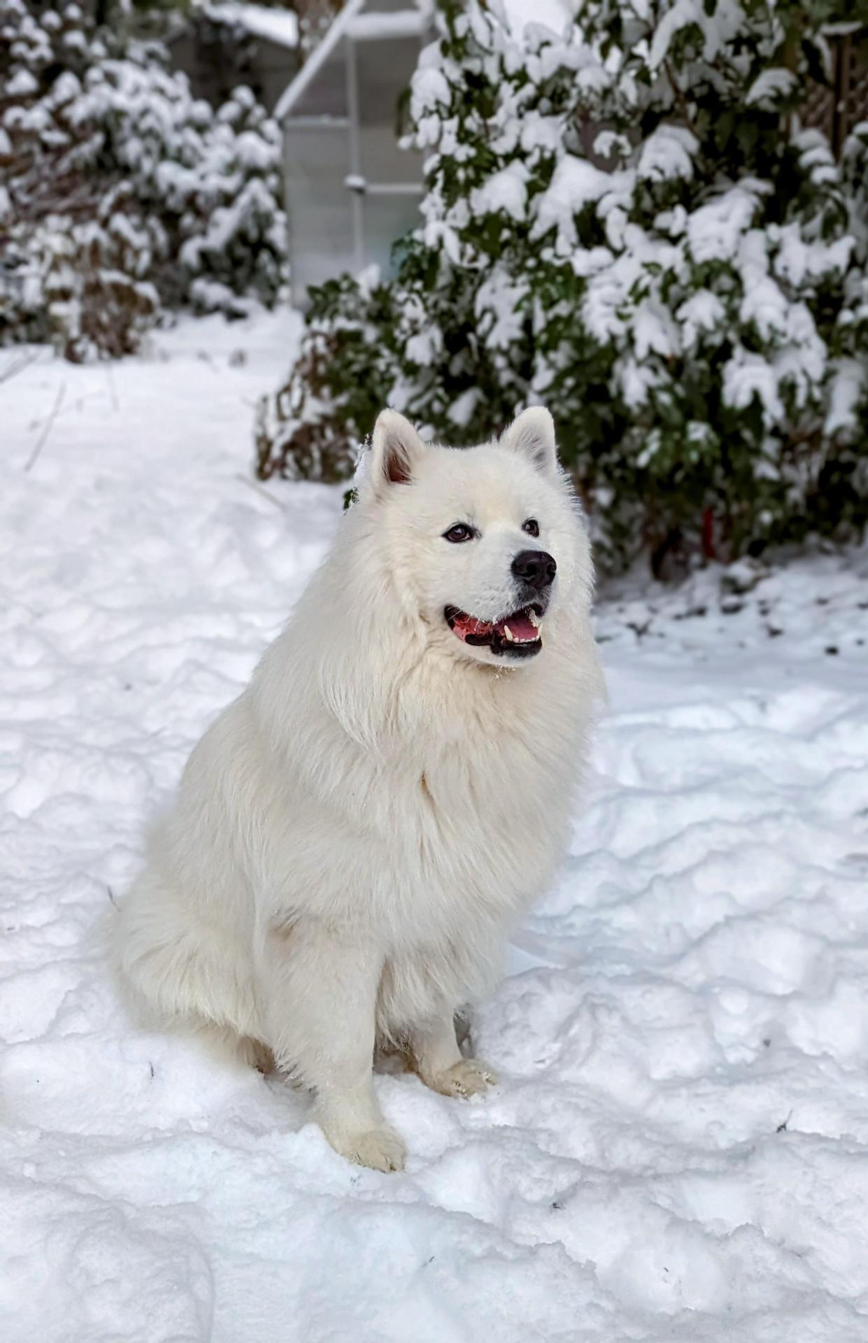 Happy with all the snow to play in