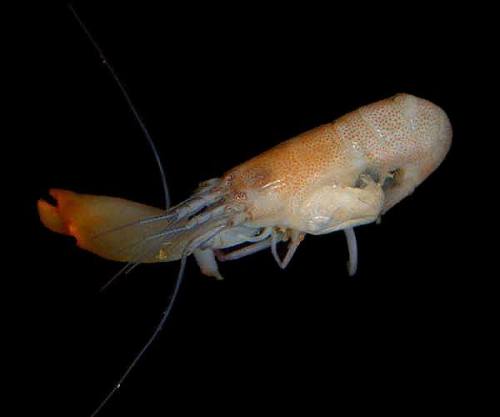 The sonic shockwaves of the Snapping ShrimpWhat is the loudest animal in the sea? Most people would 