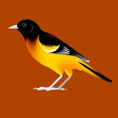 Baltimore Oriole for day four of Huevember