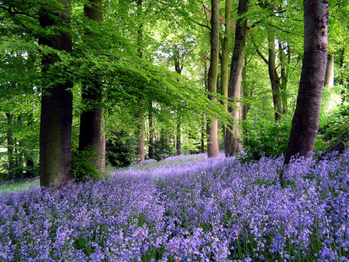 tulipnight: Bluebell Wood by Cathy