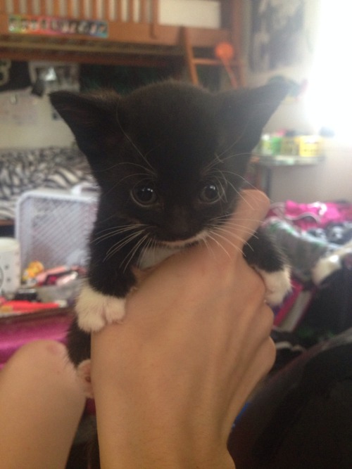 Pumba 😌💘🐱