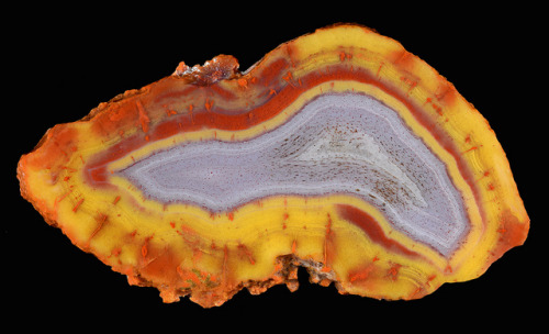 Petrified Redwood - Yellow Cat, Utah