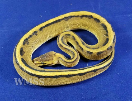 wheremyscalesslither:”SH6″   0.1 Genetic Stripe 100% het VPI axanthic $225Purchase terms found here: