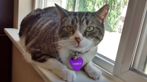 I Can't Believe I Never Posted My Cat On Here Guys I Might Just Arrest Myself But Anyways Have Her She
