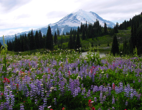 justemoinue2:Chinook Pass, Washington