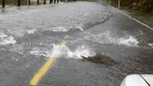 gifsboom:  Salmon crossing Hwy. [video] 
