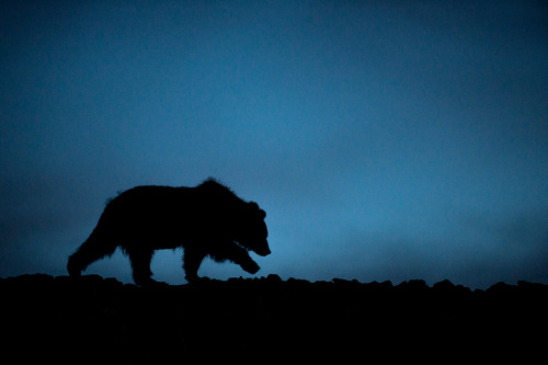 earthandanimals:  Silhouettes of Chukotka Photo by Ivan Kyslov