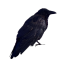 barovianlark