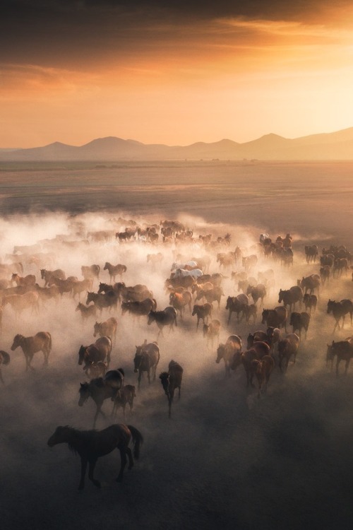 sundxwn: Wild Horses, Kayseri by Cuma Cevik