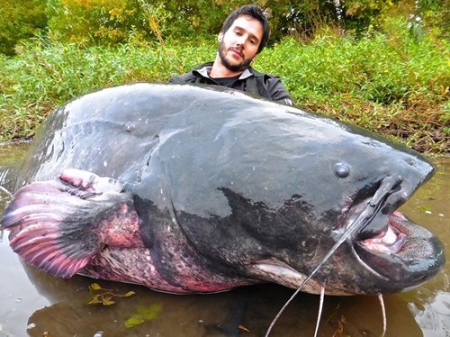 carudamon119: 「とんでもないものを釣ってしまった…」　池で釣った超巨大魚がコチラ Wels catfish that was caught in the pondhttp: