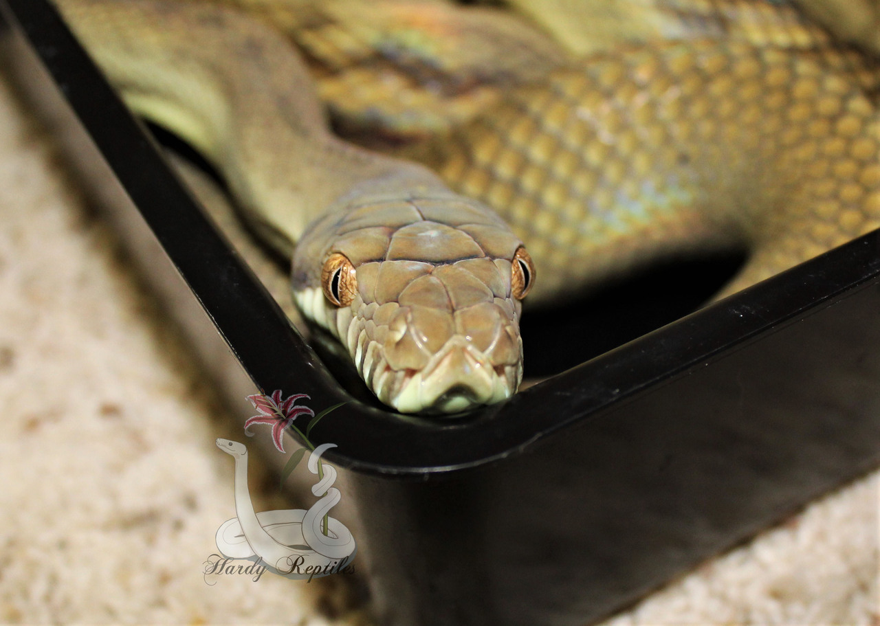 i-m-snek:Before VS after! She’s so big now omgggg. That first pic was three ish