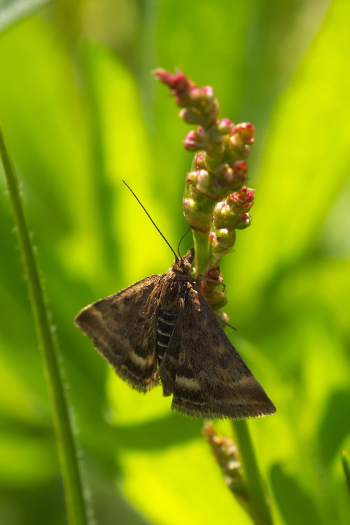 Pyrausta despicata(de: Olivenbrauner Zünsler,en: straw-barred pearl)