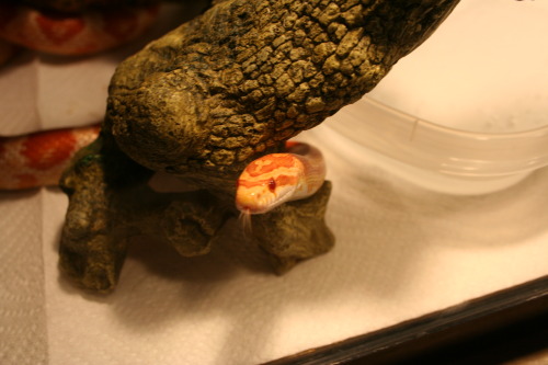 queennavidean: Last snake pic-dump I SWEAR. She seems to really enjoy her new setup. The big stick t